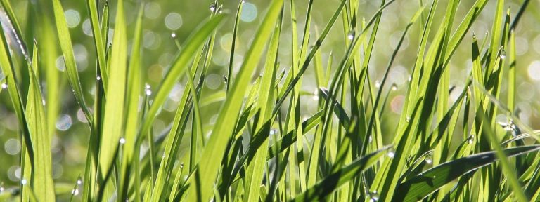 Leaves of Grass – Grasblätter